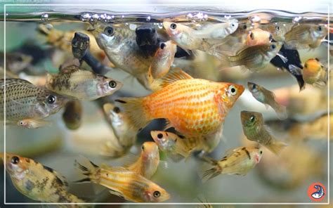 bolly fish|Care Guide for Mollies – Feeding, Breeding, and Tank Mates.